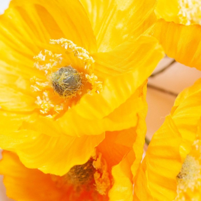 PAPAVERO GIALLO D7 H16